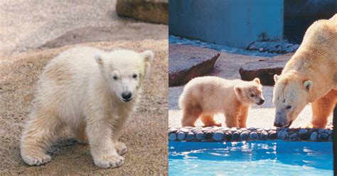 Remembering Inuka: S'pore's last polar bear in photos - Mothership.SG ...