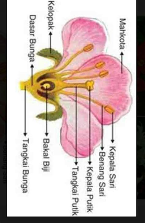 11+ Gambar Struktur Bunga Dikotil Dan Monokotil Kekinian - Informasi ...