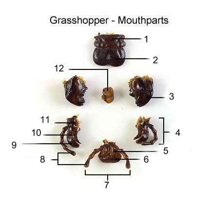 Entomology Final Flashcards Quizlet