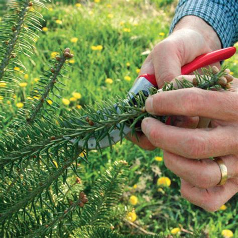 How To Prune Conifers Fine Gardening