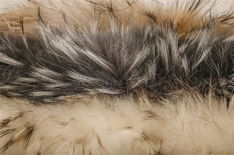 Thick Fur of a Raccoon Dog. Fur Animal Texture Stock Image - Image of ...