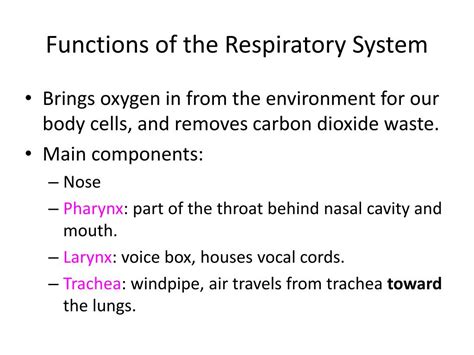 Ppt Functions Of The Respiratory System Powerpoint Presentation Free Download Id2812624