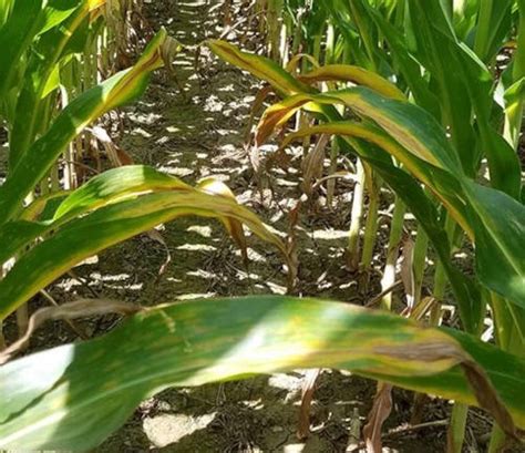 Causes Of Yellowing In Corn Plants