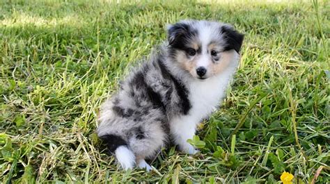 6 Facts About Blue Merle Shelties Sheltie Planet