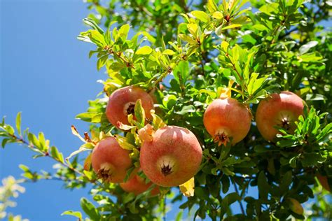 Quel Arbre Offrir Pour 50 Ans De Mariage Guide