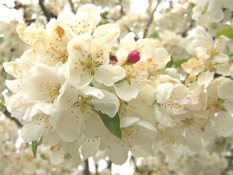 White crabapple tree | Crabapple tree, Flowering trees, Crab apple