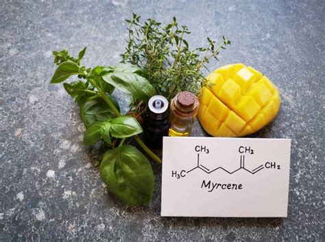 What is Myrcene?