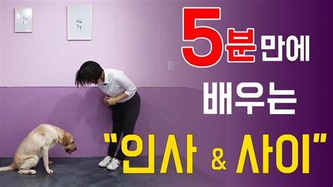 천재견까지 도보5분 5화 강아지 인사사이 개인기 훈련하기 Youtube