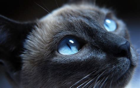 Blue Cat Wallpapers - Top Free Blue Cat Backgrounds - WallpaperAccess