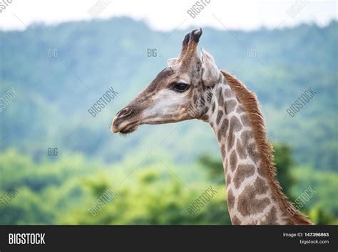 Giraffe Tallest Animal Image & Photo (Free Trial) | Bigstock