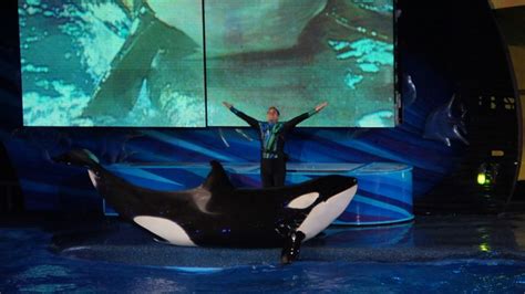 SeaWorld Orlando debuts new Shamu show "Light Up The Night" to kick off ...