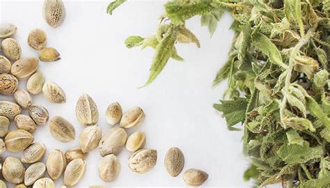 Understanding the Different Varieties of Cannabis Seeds – The Chill Bud