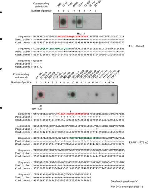 Identification Of Fancd Dna Binding Residues By Synthetic Peptide Spot