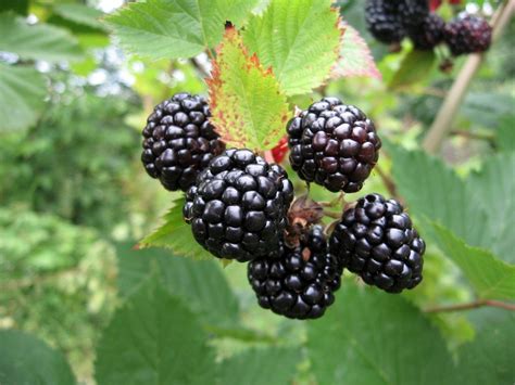 Growing Blackberries In Raised Beds Vital Steps Pepper S Home