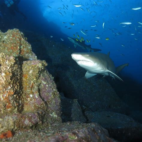 Grey Nurse Shark encounters - Dive in Australia