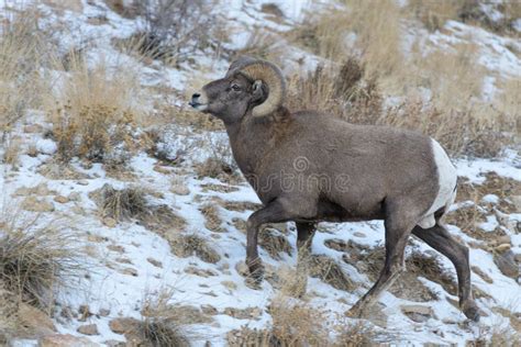 Colorado Rocky Mountain Bighorn Sheep Bighorn Ram In Snow Stock Image