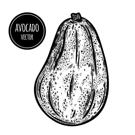 Avocado Vector Icon Hand Drawn Sketch Of Fresh Garden Fruit Whole