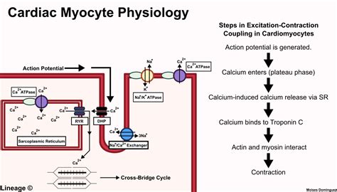 Cardiac Myocyte Physiology Cardiovascular Medbullets Step 1