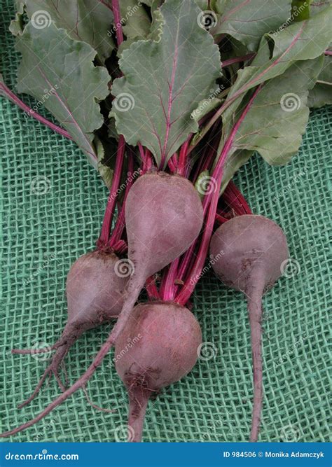 Beetroot Stock Photo Image Of Root Ingredient Delicious 984506