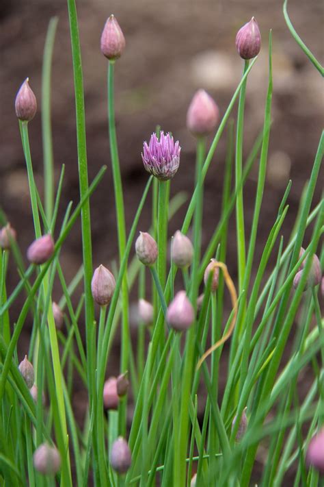 Chive Aromatic Plant Free Photo On Pixabay Pixabay