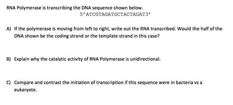 Solved Rna Polymerase Is Transcribing The Dna Sequence Shown Chegg