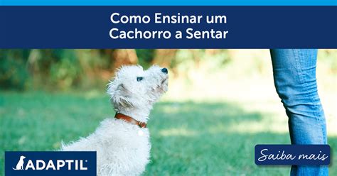 Como ensinar um cão a sentar