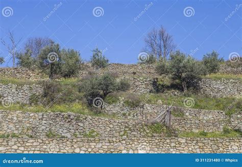 Terraced Olive Tree Cultivation In Mountain Areas Stock Photo Image