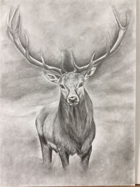 Original Realistic Deer Pencil Drawing Etsy