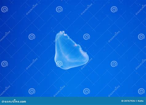 translucent jelly fish stock photo image  nature aquarium