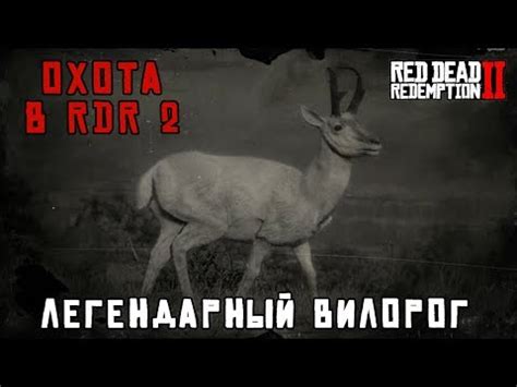 Вилорог: описание, фото, ареал и среда обитания, питание, хищничество ...