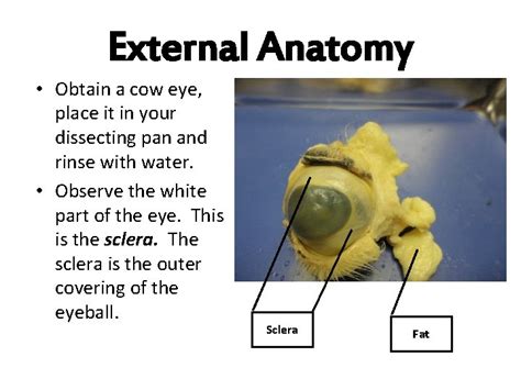 Cow Eyeball Dissection Exploratorium All About Cow Photos