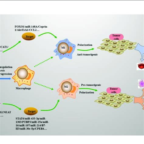 Lncrnas Regulate Mjs Polarization In Cancers Many Types Of Lncrnas