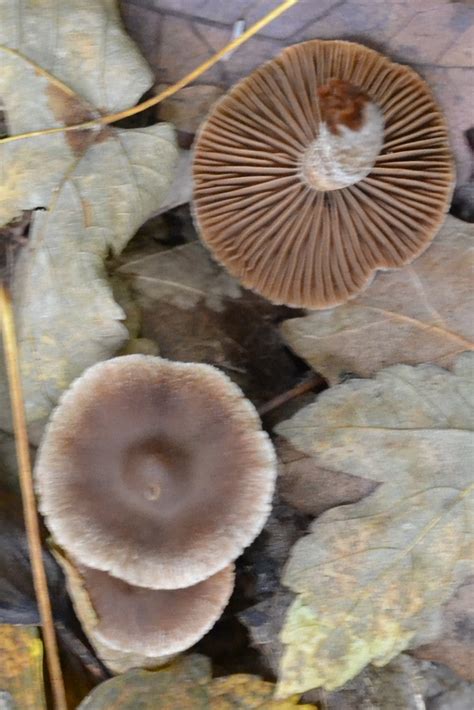 Cortinarius Sect Brunnei From Nov Ves U Bakova Bakov Nad