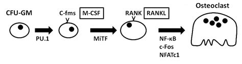 Osteoclast Differentiation The Mononuclear Osteoclast Precursors