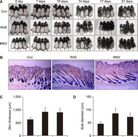 Hair Growth Promoting Activity Of Rge In C Bl Mice After Shaving