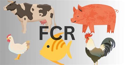 Mastering Feed Conversion Ratio Fcr A Definitive Guide Poultry Affairs