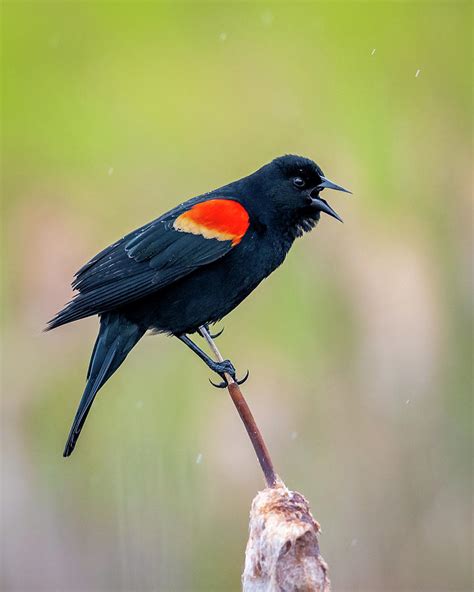 Singing In The Rain Photograph by Matthew Alberts - Fine Art America