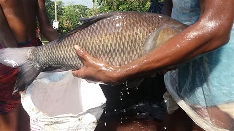 Big Katla Fish Catching Live Rohu Katla Fish Caught On Water Track