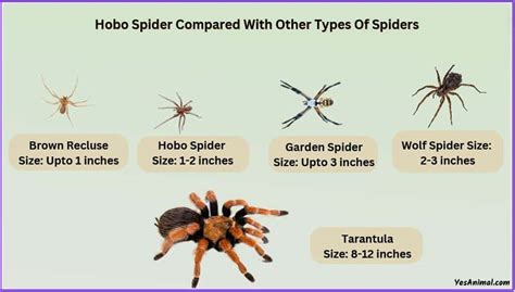 Hobo Spider Size Explained And Compared With Other Spiders