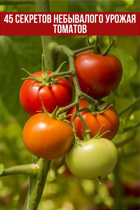 Folia plants – Artofit