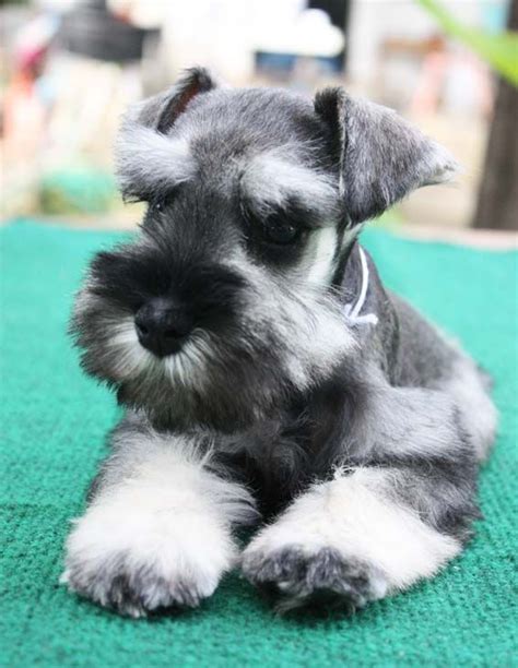 Salt And Pepper Standard Schnauzer Puppies