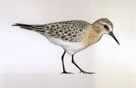 Sandpiper Drawing At Getdrawings Free Download