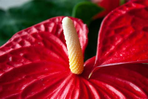 Anthurium Flower In Pot