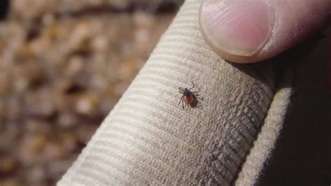 Ticks Carrying Diseases Most Active In Fall Ridnews