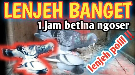 CARA MELENJEHKAN MERPATI BETINA Piyikan 1 JAM LANGSUNG NGOSER