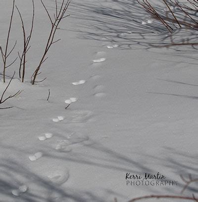 Pine Marten Tracks | Kerri Martin Photography