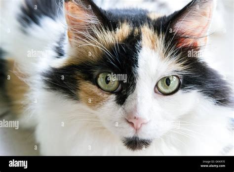 Beautiful House Cat Stock Photo Alamy