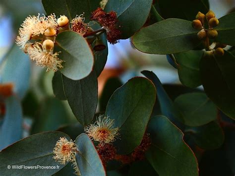 Eucalyptus Camaldulensis Wild In Provence