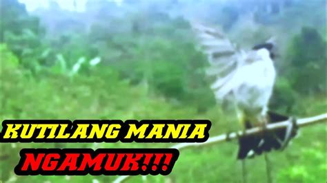 SUARA BURUNG KUTILANG GACOR ASLI TANPA ISIAN 100 AMPUH UNTUK PANCINGAN