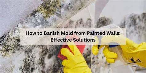 How To Banish Mold From Painted Walls Effective Solutions Home